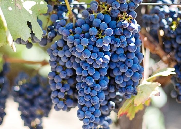 Pijenje crnog vina ili soka od crnog grožđa ”može pomoći pri razgradnji masti”