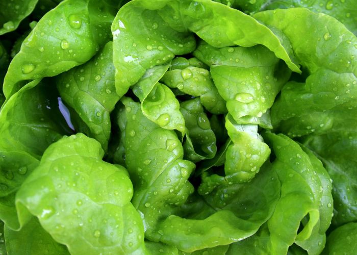 Konzumiranje zelenog lisnatog povrća povezano s manjim rizikom od glaukoma